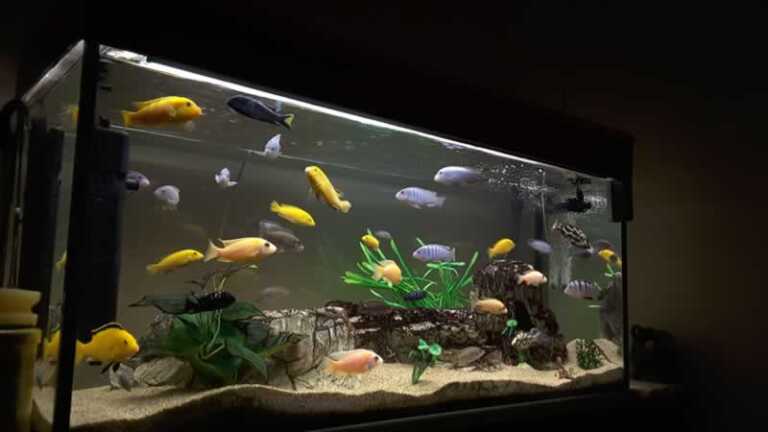 Taking Care Of Your Home Aquarium Is Easy With These Practical Tips