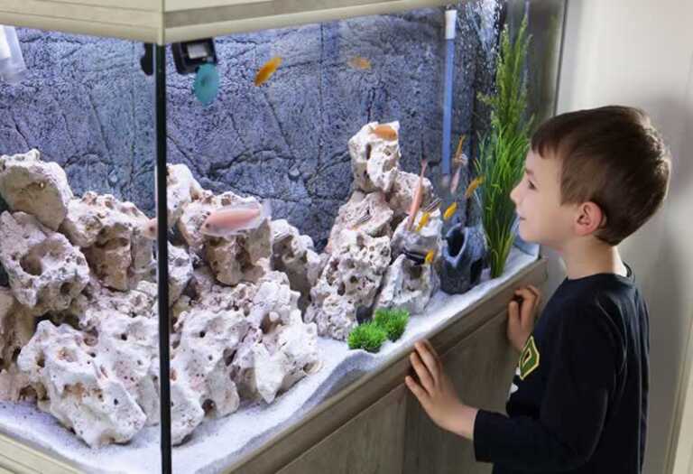 The Main Reasons to have an Aquarium in Your Home