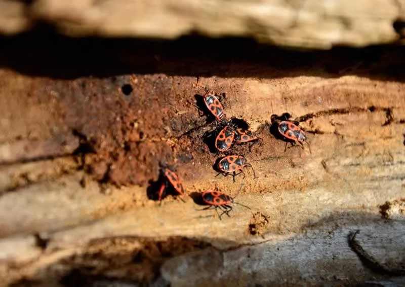 Top Useful Tips To Maintain Your House And Prevent Pests