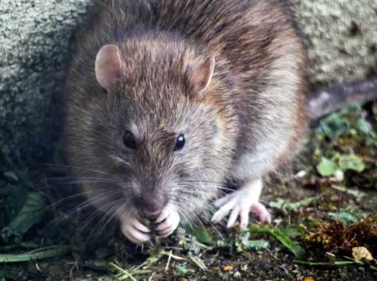 Common House Pests And How To Deal With Them - rat
