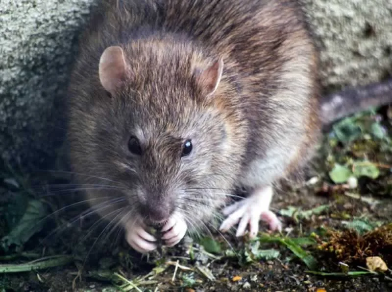 Common House Pests And How To Deal With Them - rat