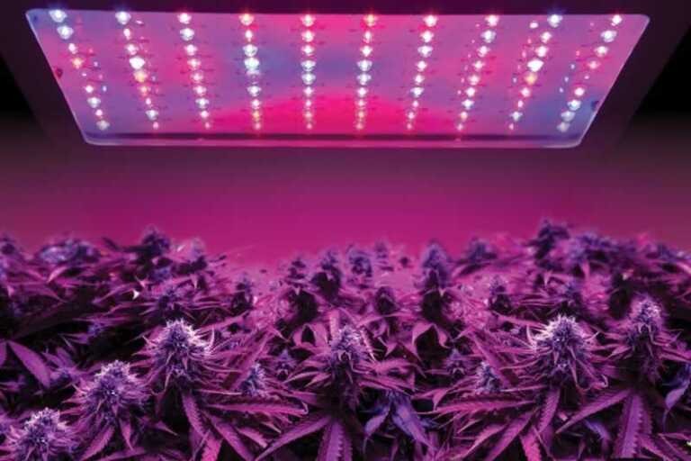 5 Reasons You Need LED Grow Lights for Your Cannabis Crop