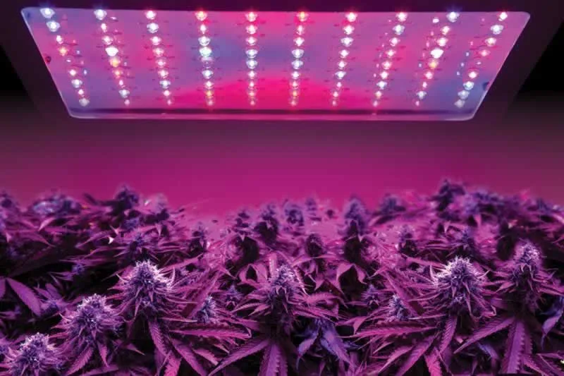 5 Reasons You Need LED Grow Lights for Your Cannabis Crop