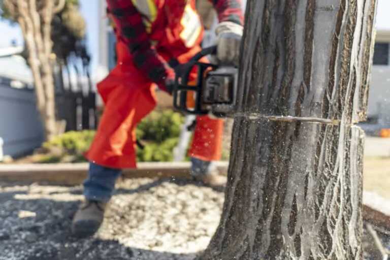 A 5-Step Guide To Planning And Preparing For A Tree Removal