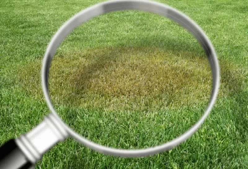 Common Lawn Diseases