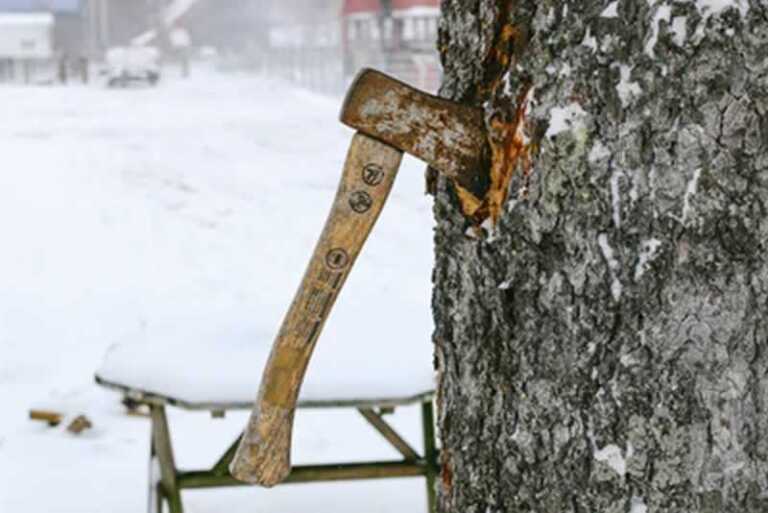 Hire the Right Arborist With These Useful Tips