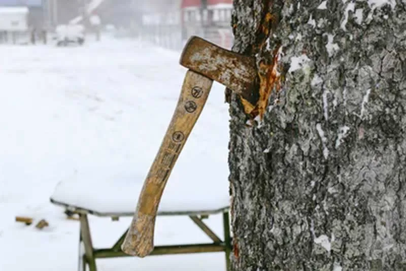 Hire the Right Arborist With These Useful Tips