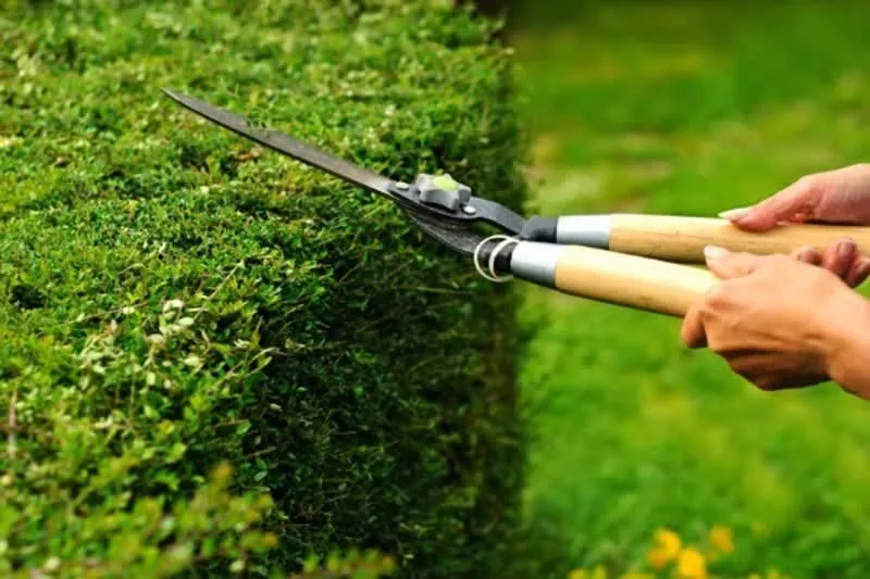 How Do You Sharpen Hedge Shears