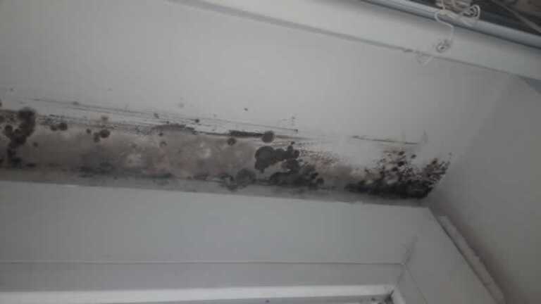 How To Effectively Stop Mold From Destroying Your House