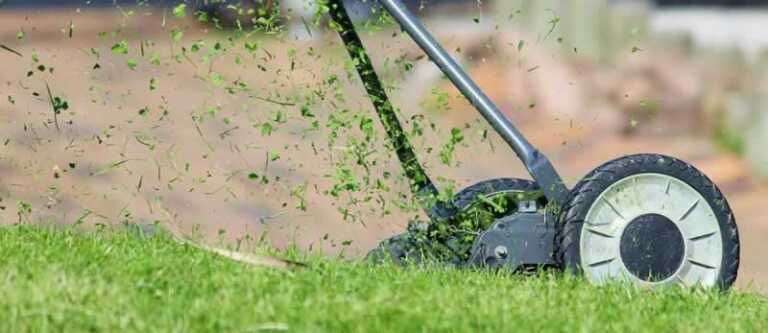 How to Get Rid Of The Unwanted Weed In Your Lawn
