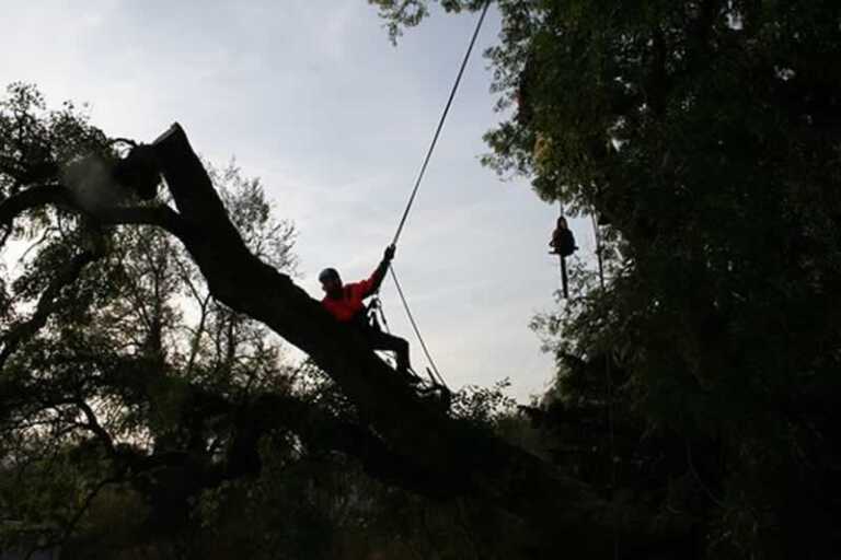 Need an Arborist