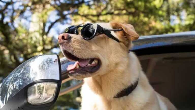 Tips to Make Your Pet Safe