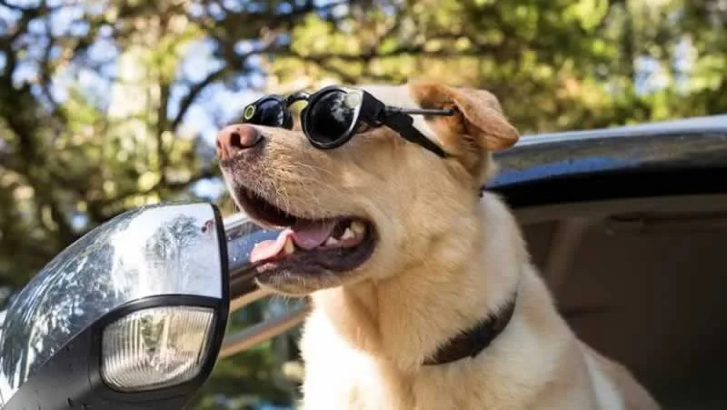 Tips to Make Your Pet Safe