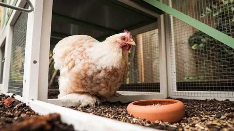 Why You Need an Automatic Chicken Coop Door