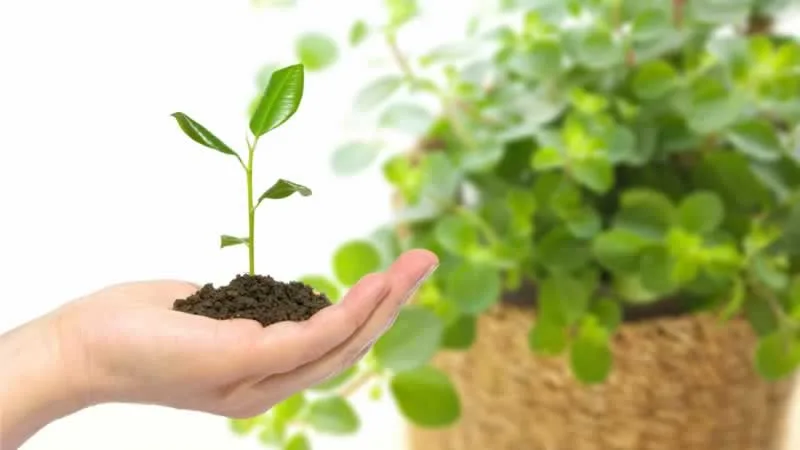 5 Secrets to Making Your Plants Grow Faster