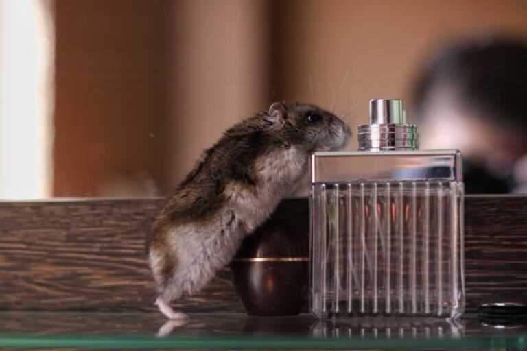 Benefits of Ultrasonic Pest Repellents