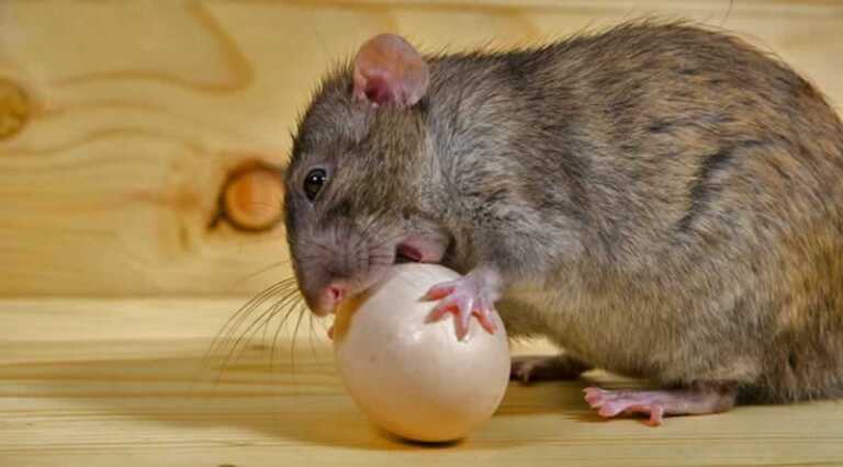 How To Get Rid Of Rats From Your Chicken Coop