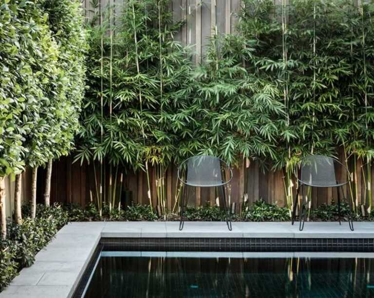 Bamboo Plants That Can Be Grown Outside In The Yard