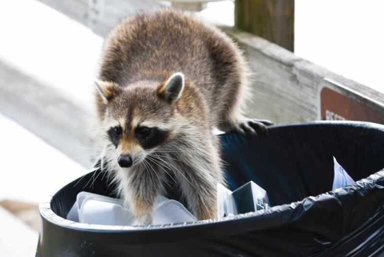 How to Handle Unwanted Animals at Your Business