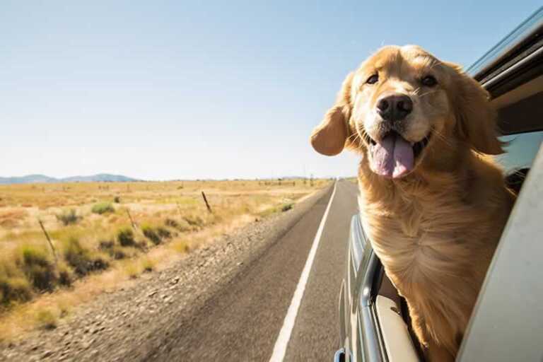 How to Move Across the Country with a Dog