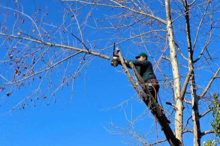 What is the Cost of Tree Removal in Savannah