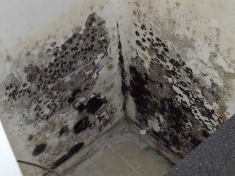 Why Is Mold Growing In Your Basement