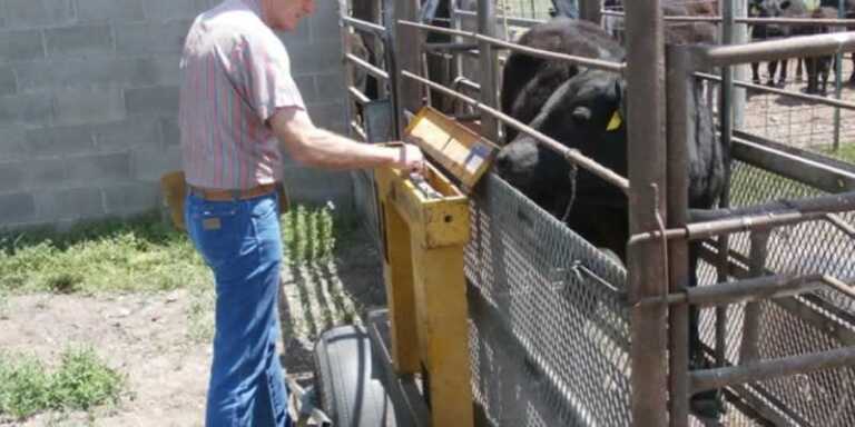 5 Best Cattle Scales 2021