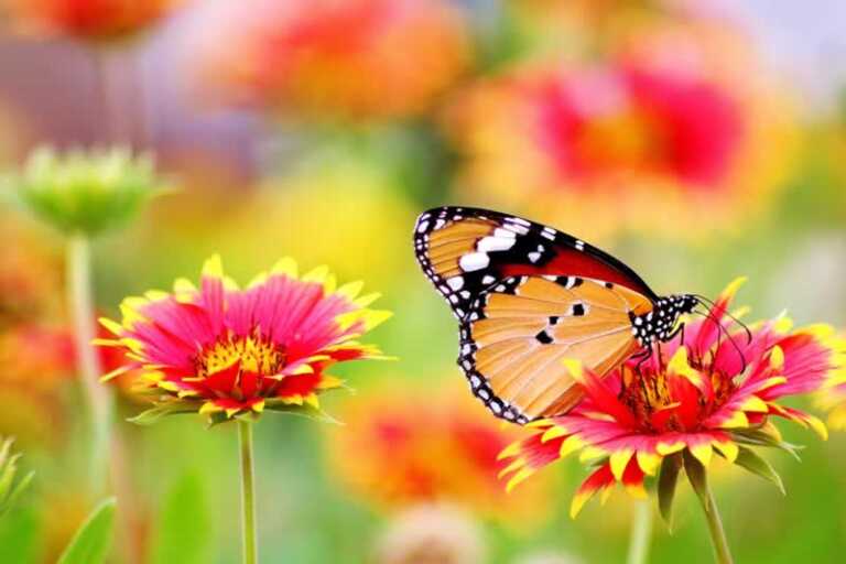 5 Good-Looking Garden Flowers that Naturally Deter Insects