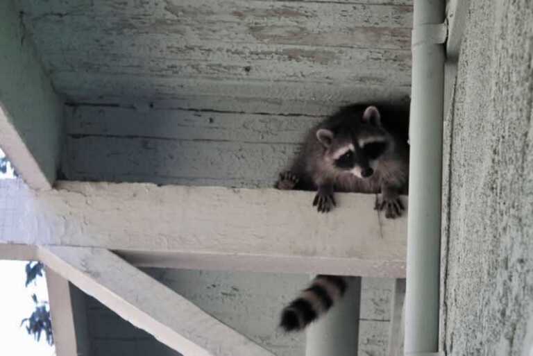 5 Key Benefits of Hiring Wildlife Removal Professionals