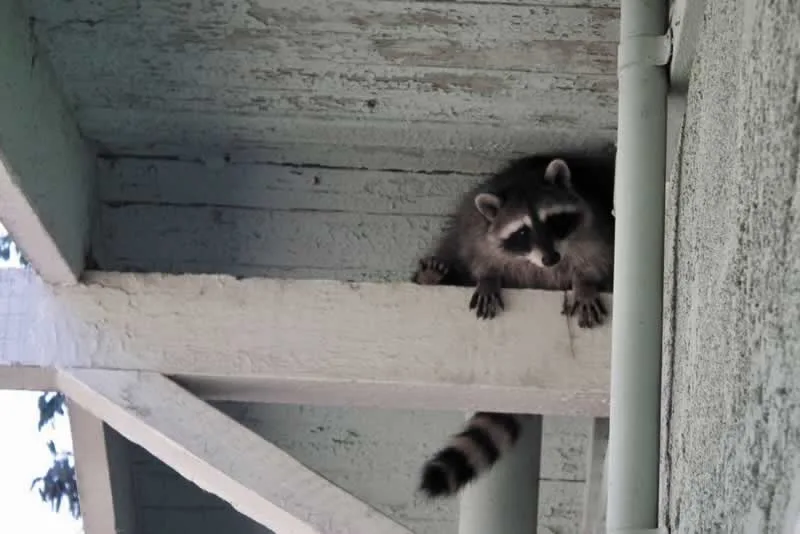 5 Key Benefits of Hiring Wildlife Removal Professionals
