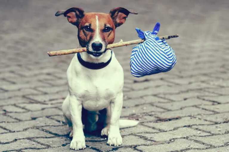 A Guide to Moving With Dogs