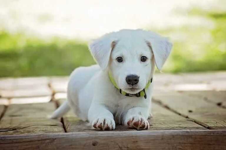 Got a New Dog