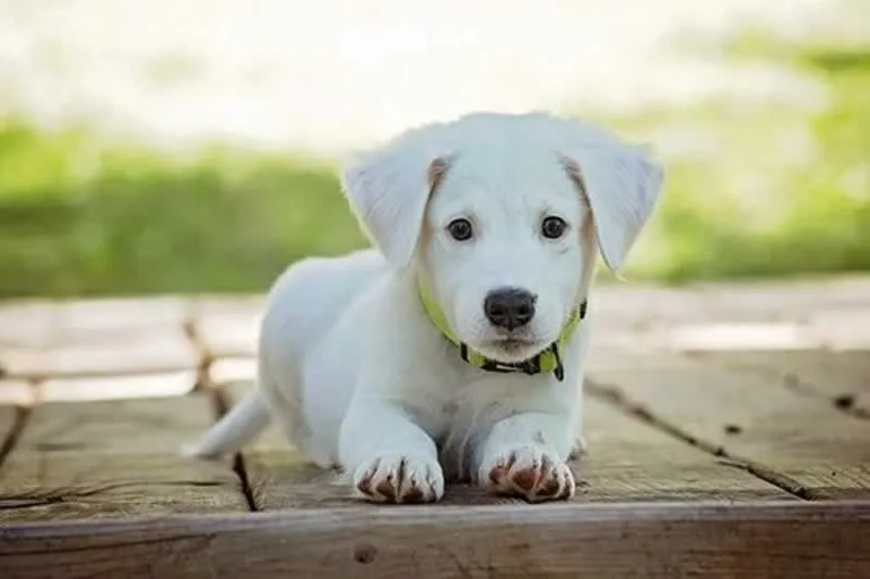 Got a New Dog