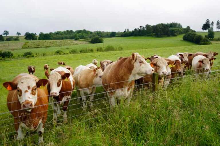 How to Build a Livestock Fence