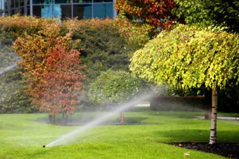 Six Ways To Keep Your Trees Healthy