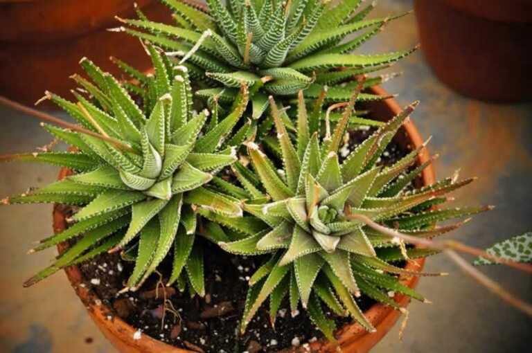 Things to Consider When Shopping For Plants Online