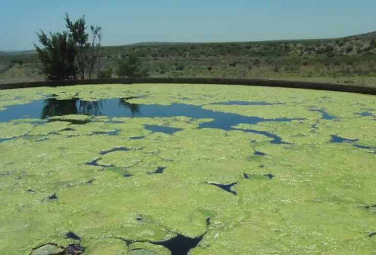 3 Ways to Eliminate Algae Growth in Your Water Tank