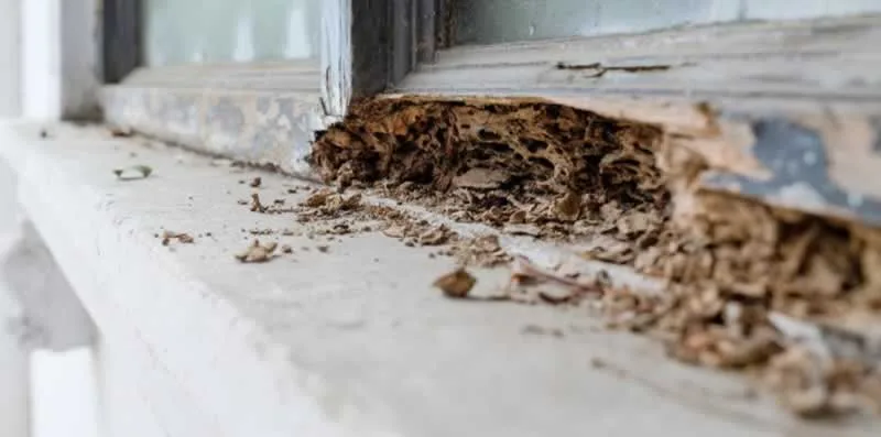 7 Major Types Of Damages Pests Can Cause In Your Home
