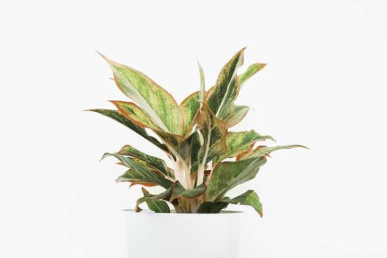 All You Need To Know About Stromanthe Triostar To Keep It Healthy