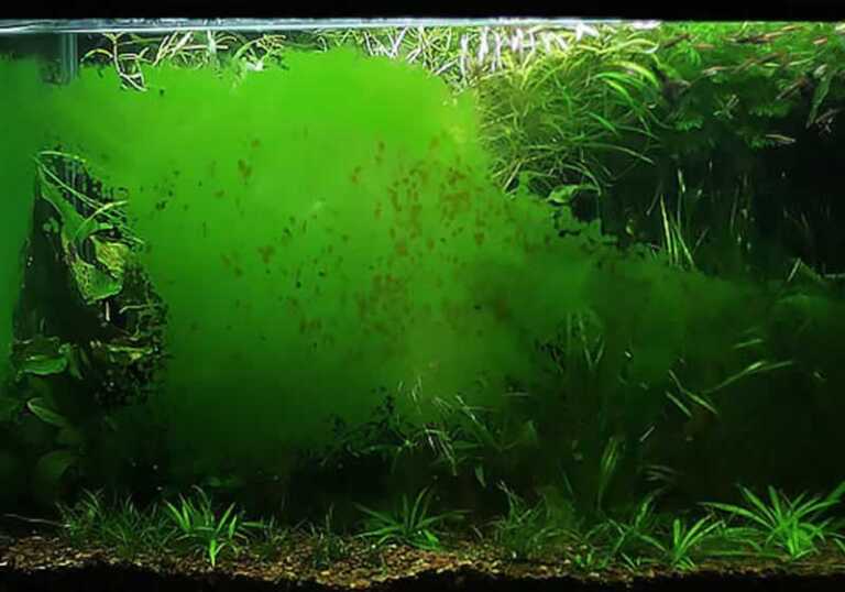 Aquarium Algae