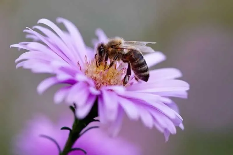 Want to Create a Bee-Friendly Garden