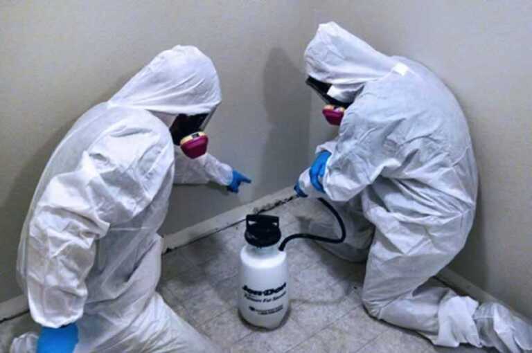 What You Should Know Before Hiring Professional Mold Remediation Company