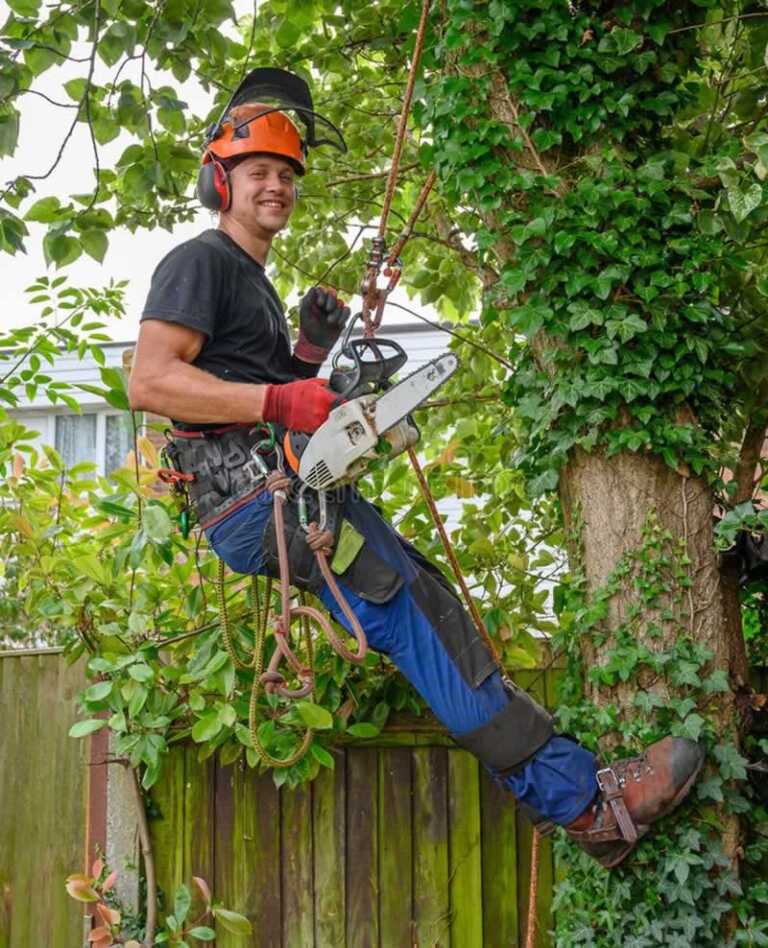 5 Signs That You Need a Tree Surgeon or Arborist