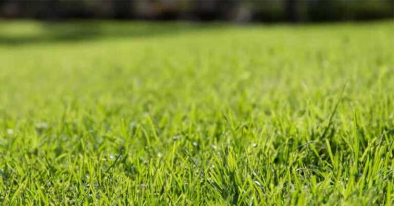 All you need to know about grasses