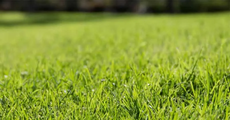 All you need to know about grasses