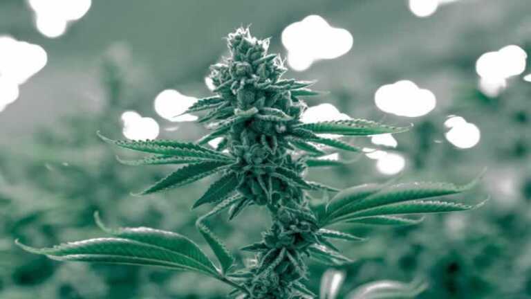 Cautions to Take When Looking for the Free Stoner Stuff