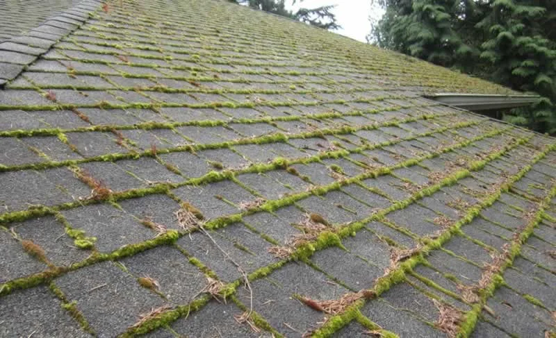How Moss Affects Your Roof