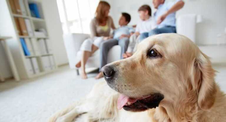Symptoms and Treatment of Pet Allergies