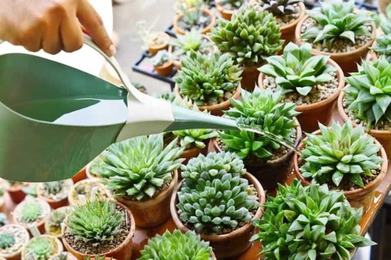 When Is The Best Time To Water A Succulent