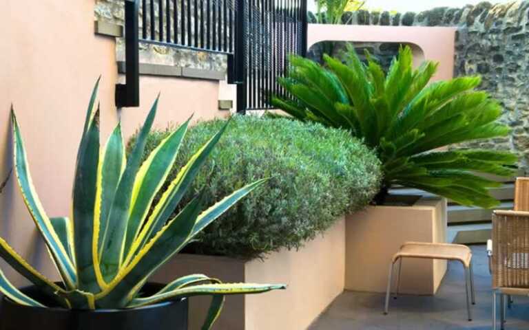 10 low maintenance plants that demand near-zero care